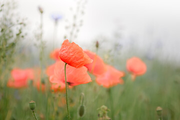 red poppy in the field