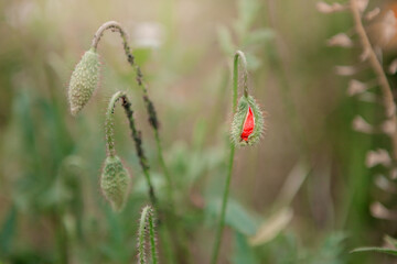 red poppy in the field