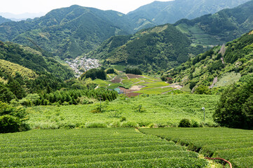 静岡市の茶畑