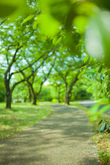 Obraz na płótnie Canvas green park blur bokeh background