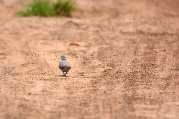 bird on a ground