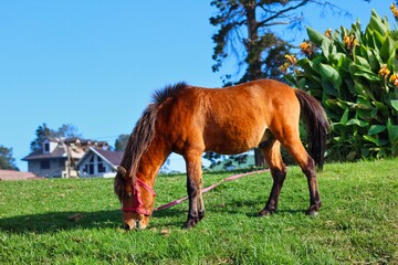 Nuwara Eliya, Sri Lanka. Circa 2016. A beautiful cinematic horse is grazing on a green meadow during the golden hour in the evening.