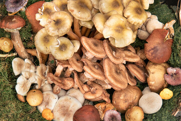 Traditional italian mushrooms. Top view of delicious food
