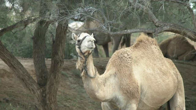 Camels in the Desert