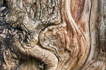 Beautiful Old Bark Pattern Background