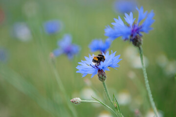 blue flowers with a bee on a meadow