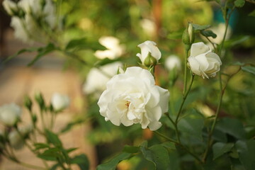 White roses grow in the summer garden