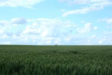 Photo of an endless green wheat field with one tree in the middle against a blue sky with white clouds.