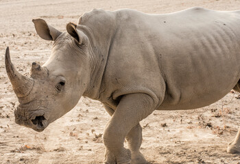 Obraz premium 13132132