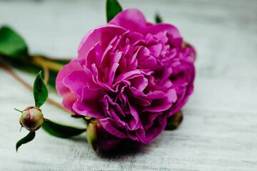 Purple peony isolated on white wooden background. Beauty, fashion background.