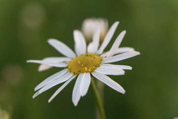 Obraz premium Bud of a blooming chamomile close-up. Macro photo of a daisy