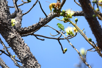 Blue-winged Leafbird on a branch
