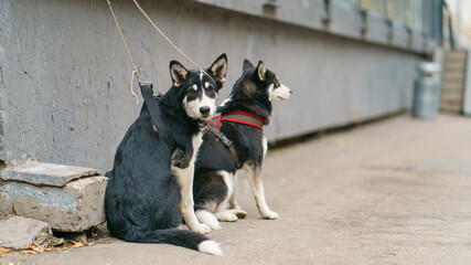 Portrait of couple of a funny siberian husky dogs with lazy-eyes waiting for owner on city street. Husky dogs has black and white coat color.