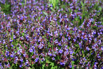 Field of sage flowers at summer. Violet herbs meadow. beautiful summer background.