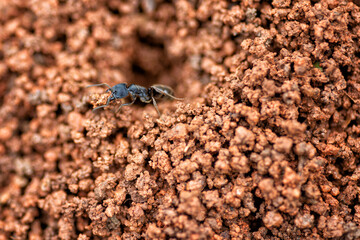 Black ant nest in red soil