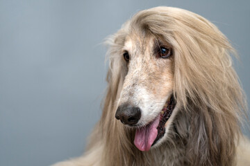 Afghan hound
