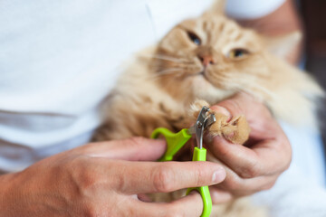 red cat's nails are cut with special scissors