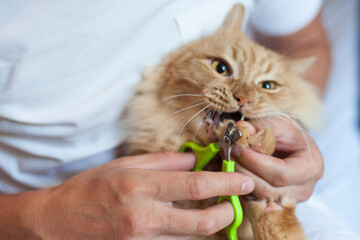 red cat's nails are cut with special scissors. The cat bites