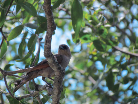 bird in the tree with sky