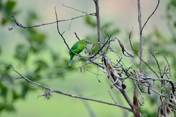 Blue-winged Leafbird on a branch