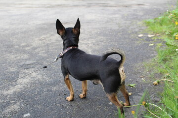 photo of a small dog. breed Russian toy-Terrier. the pet's coat is black with brown.the animal...