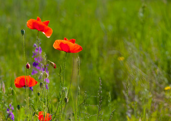 
red poppies blooming in the field
