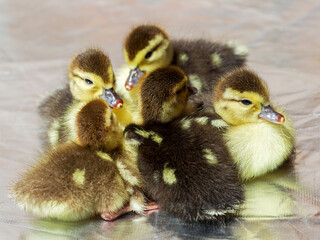 Cute little yellow goslings, selective soft focus