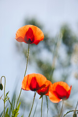 
delicate petals of red poppies in the sun
