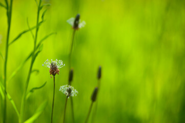 
small spikelets of grass on a green background