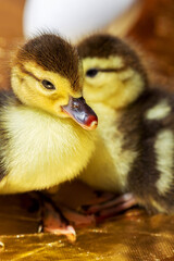 Cute little yellow goslings, selective soft focus