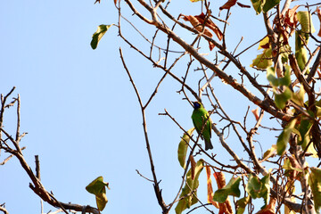 golden-fronted leafbird on a branch