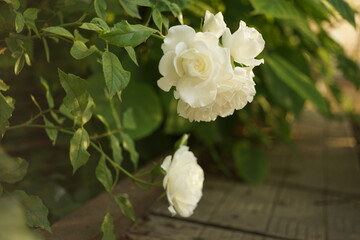 Beautiful creamy white roses grow in the summer garden by the sidewalk.