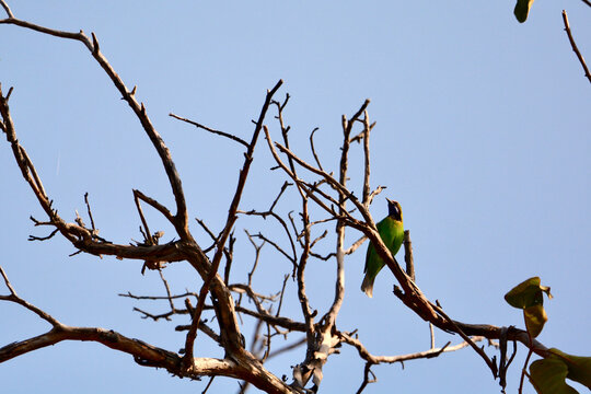 golden-fronted leafbird on a branch