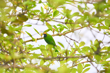 golden-fronted leafbird on a branch