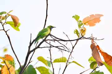 golden-fronted leafbird on a branch