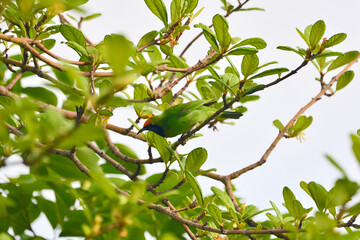 golden-fronted leafbird on a branch