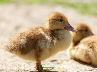 Cute little yellow goslings, selective soft focus