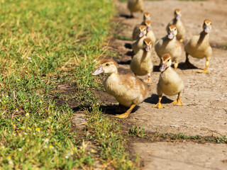 Cute little yellow goslings, selective soft focus
