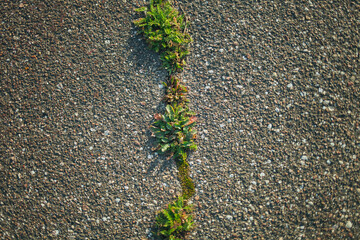 Asphalt. Natural background. The grass smashed the asphalt. Cracks in the asphalt.