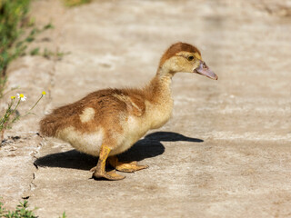 Cute little yellow goslings, selective soft focus