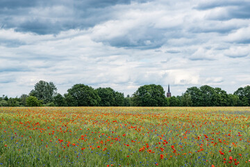 Fototapeta na wymiar Dutch weath field with springflowers, red poppies and blue corn flowers