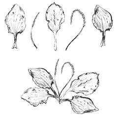 plantain outline iillustration, ink drawing plant elements for design and creativity