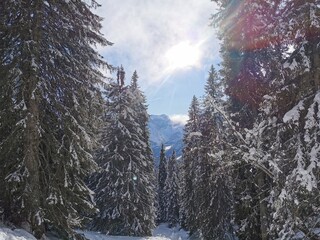 Winterwald