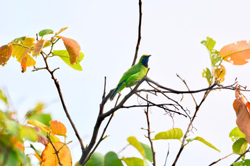 golden- fronted leafbird is on a branch