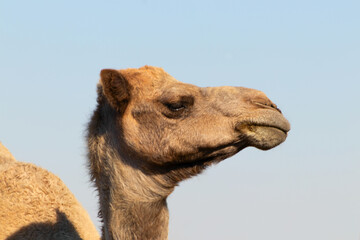 African Camel in the Namib desert.  Funny close up. Namibia