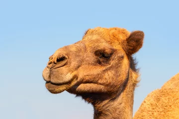 Foto op Plexiglas African Camel in the Namib desert.  Funny close up. Namibia © Yuliia Lakeienko