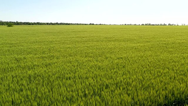 Ripe grain fields in latvian countryside, Semigallia region