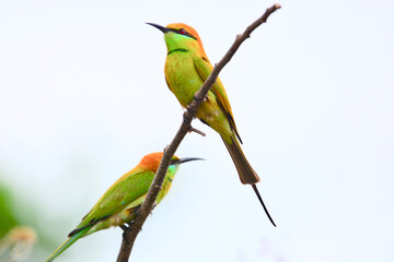 Little green bee-eater is on a branch