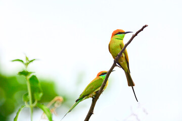 Little green bee-eater is on a branch