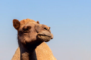 African Camel in the Namib desert.  Funny close up. Namibia